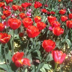 Meet your Posher, Sara